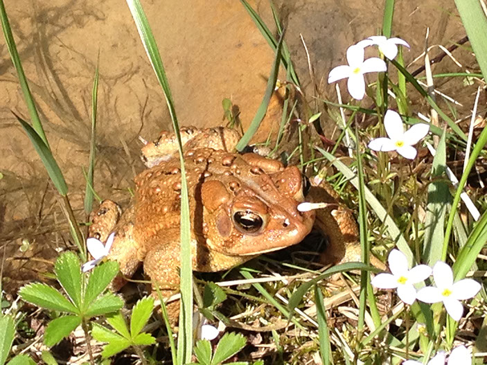 Toads can be found around the fishing pond in the spring laying eggs.